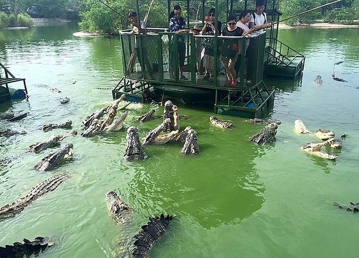 Аттракцион для любителей крокодилов в Таиланде