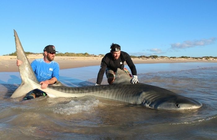 Австралийские рыбаки порыбачили на акул