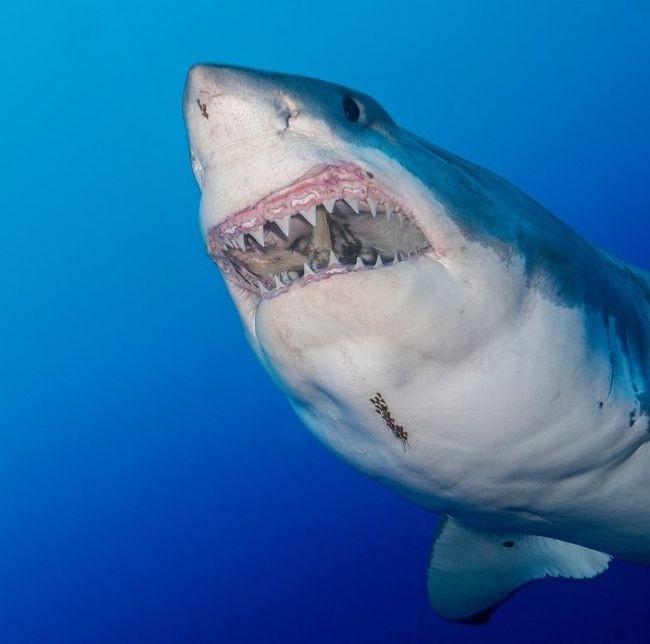В Карибском море замечена гигантская белая акула