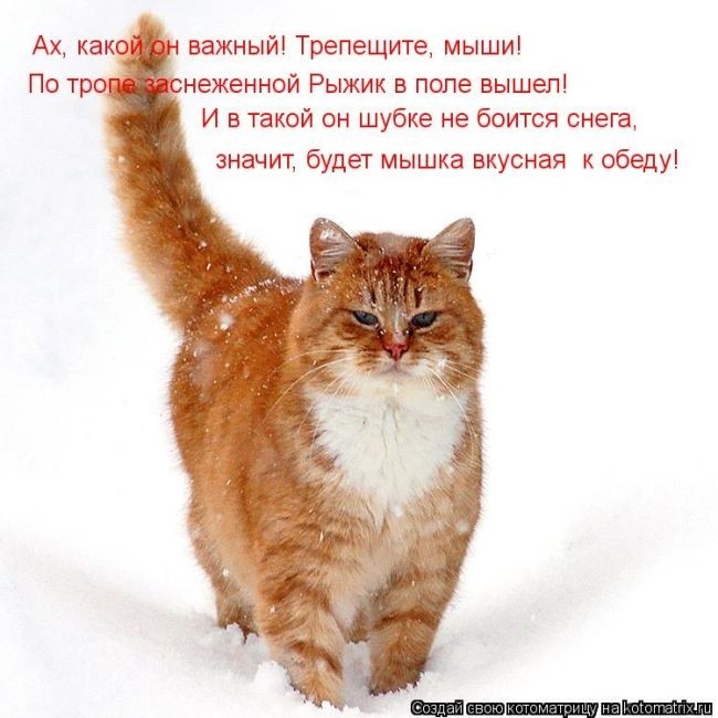 Забавные котоматрицы