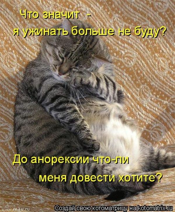 Забавные котоматрицы