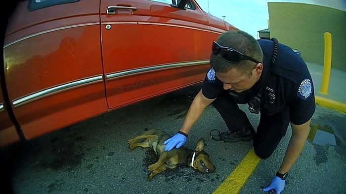 Полицейские спасли щенка, повисшего на поводке на дверце машины