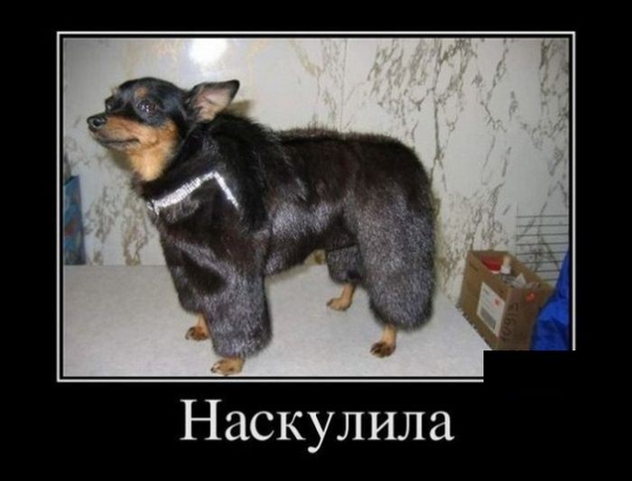 Демотиваторы (30 фото) 25.07.2016