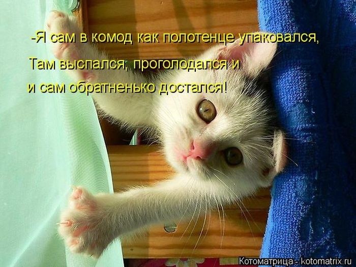 Забавные котоматрицы