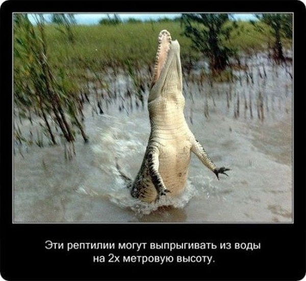 Удивительные факты о крокодилах