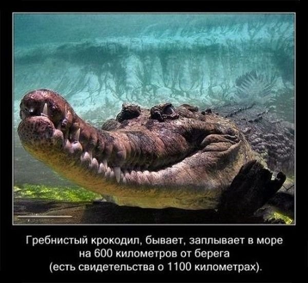 Удивительные факты о крокодилах