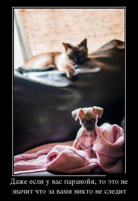 Демотиваторы (30 фото)