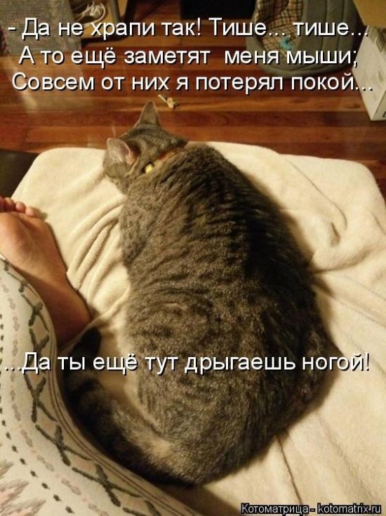 Забавные котоматрицы