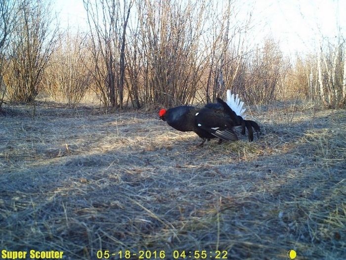 Интересные снимки, сделанные фотоловушками