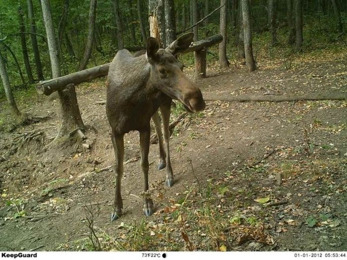 Интересные снимки, сделанные фотоловушками