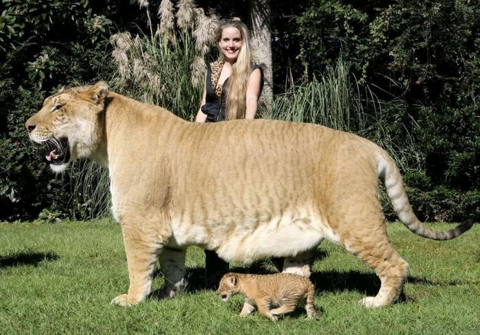 Фото самых больших животных (24 фото)