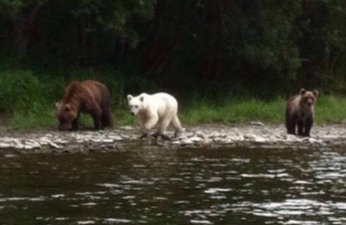 На Камчатке нашли бурого медведя с белой шерстью