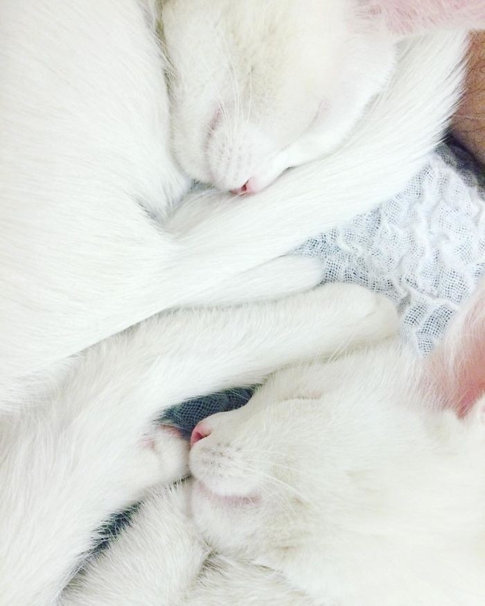 Кошки-близняшки с гетерохромией глаз Айрисс и Эбисс