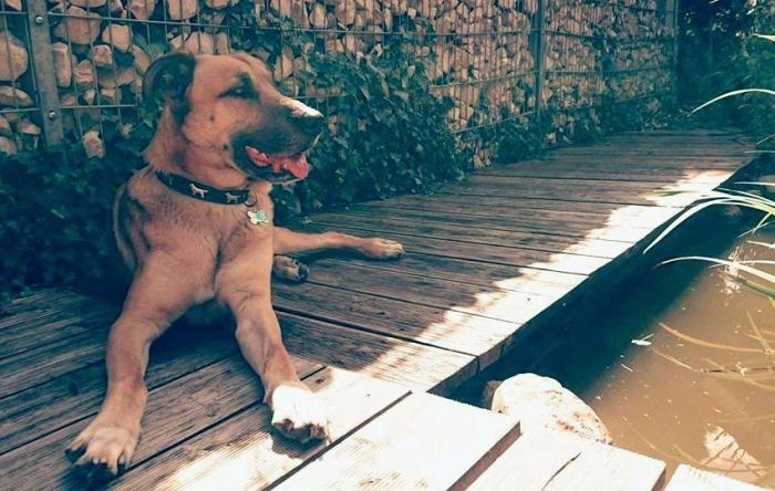 Стюардесса из Германии забрала бездомного пса, который полгода ждал ее у отеля