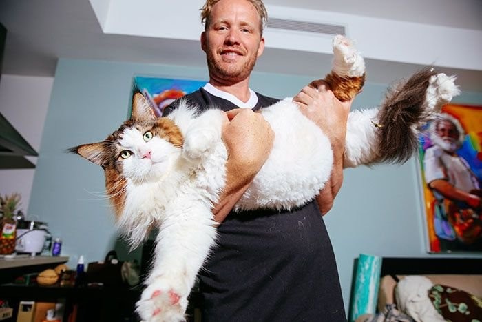 Самсон - самый крупный кот Нью-Йорка