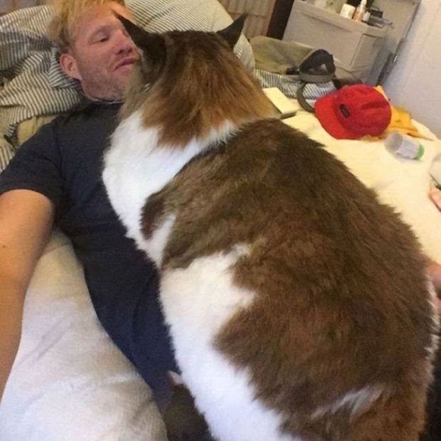 Самсон - самый крупный кот Нью-Йорка