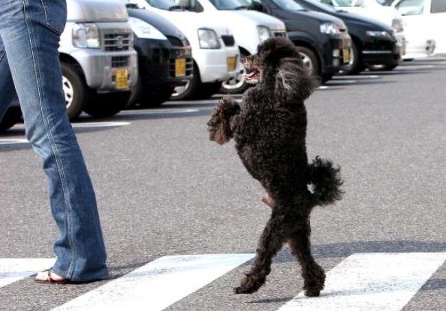 15 собак, которые наплевали на стереотипы и стали ходить как люди (14 фото)