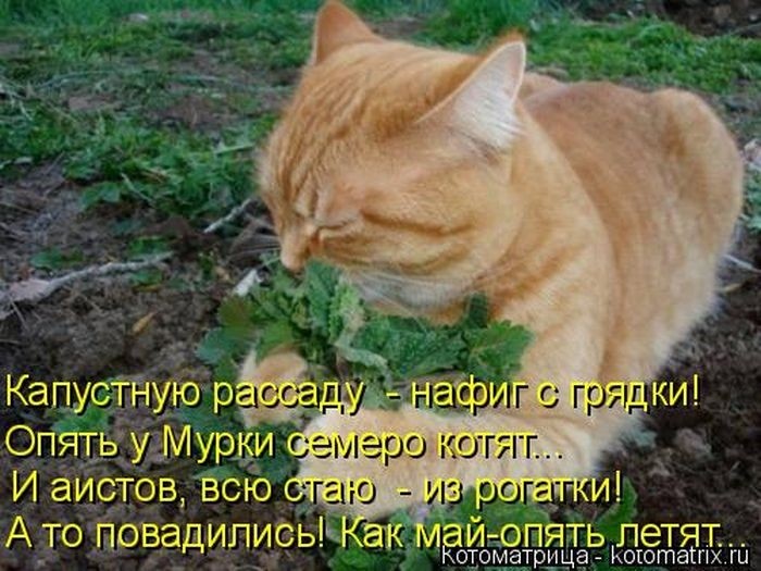 Забавные котоматрицы