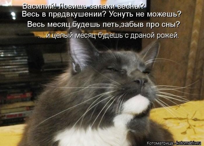 Забавные котоматрицы