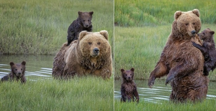 Мама-медведица перевезла маленького медвежонка через реку