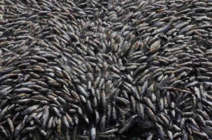 40 тонн рыбы всплыло в мексиканском озере (21 фото)