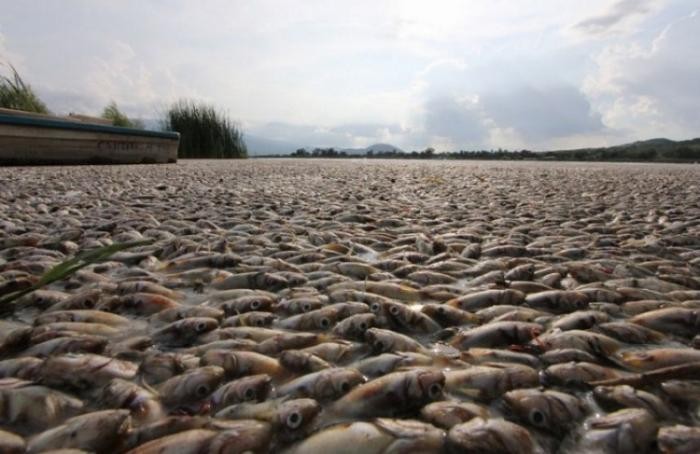 40 тонн рыбы всплыло в мексиканском озере (21 фото)