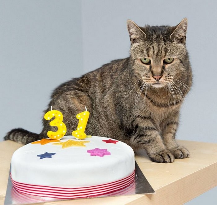 Самый старый в мире кот отметил день рождения