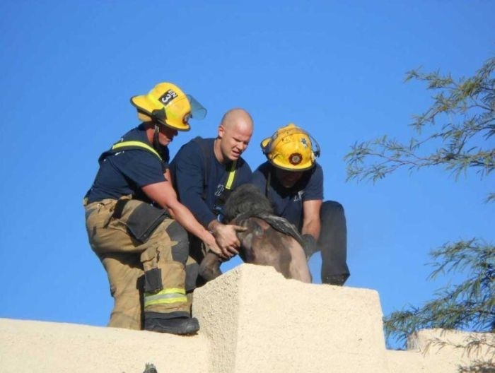 В США спасатели достали из дымохода «домовенка Кузю»