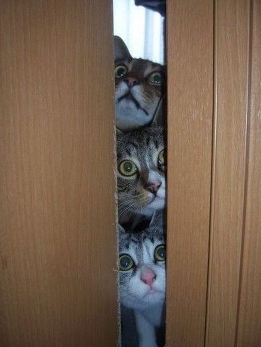 Любопытные коты