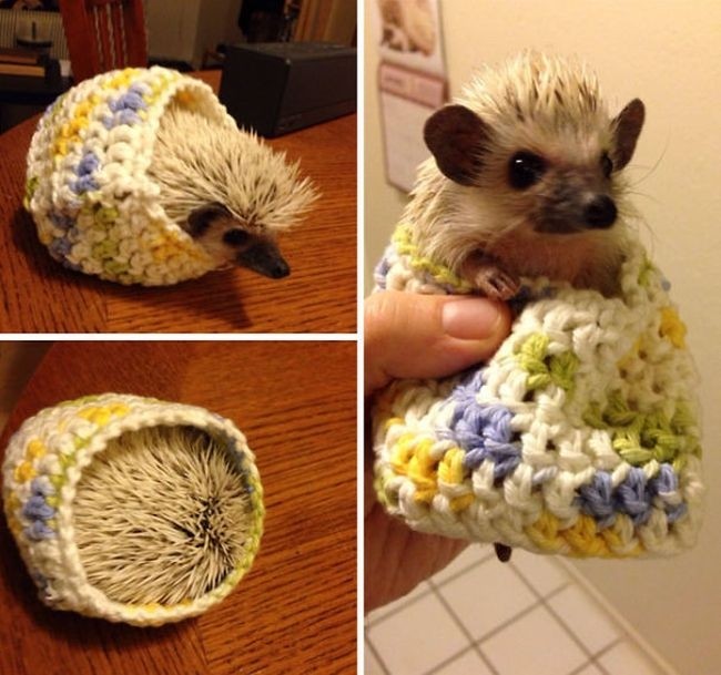 Милые животные в свитерах
