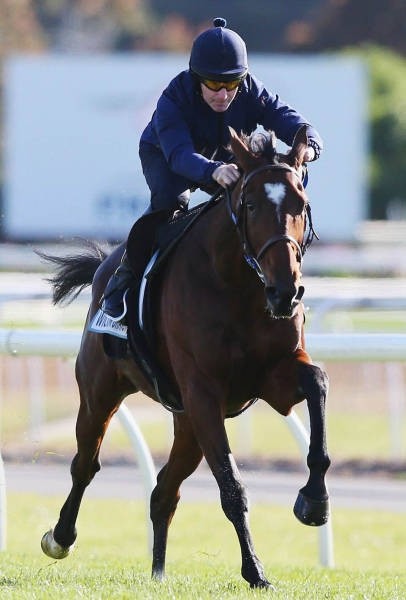 Австралийские скачки Geelong Cup