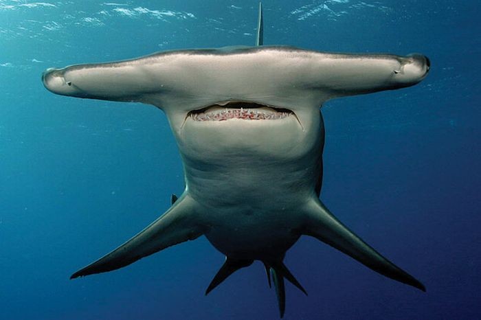 Жуткие акулы (14 фото)