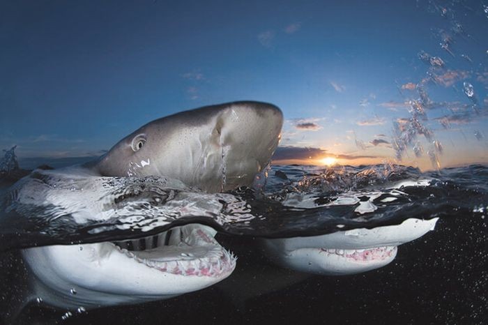 Жуткие акулы (14 фото)