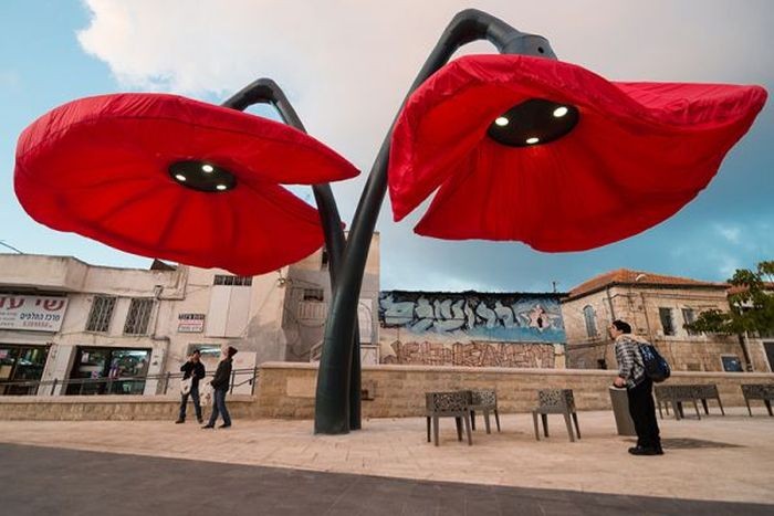 Распускающиеся тюльпаны на улицах Иерусалима (6 фото)