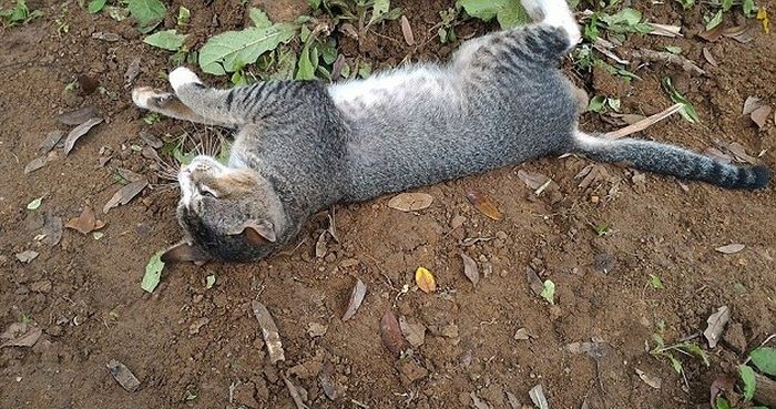В Индонезии кошка целый год прожила у могилы хозяйки