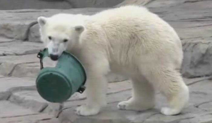 Белый медведь нашел себе игрушку (4 фото)