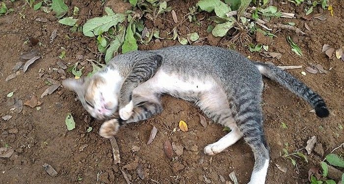 В Индонезии кошка целый год прожила у могилы хозяйки