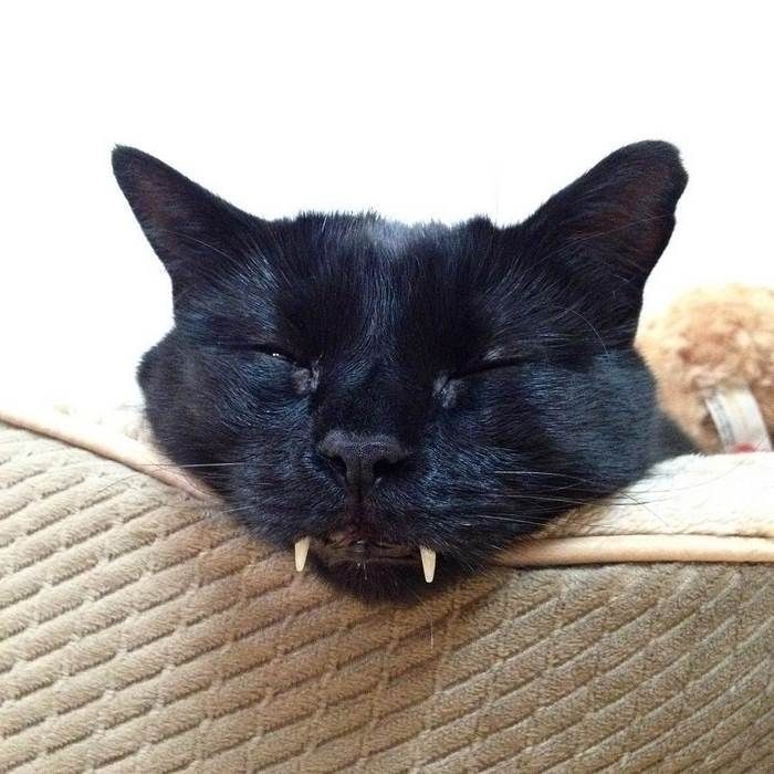 Кот-вампир с большими клыками