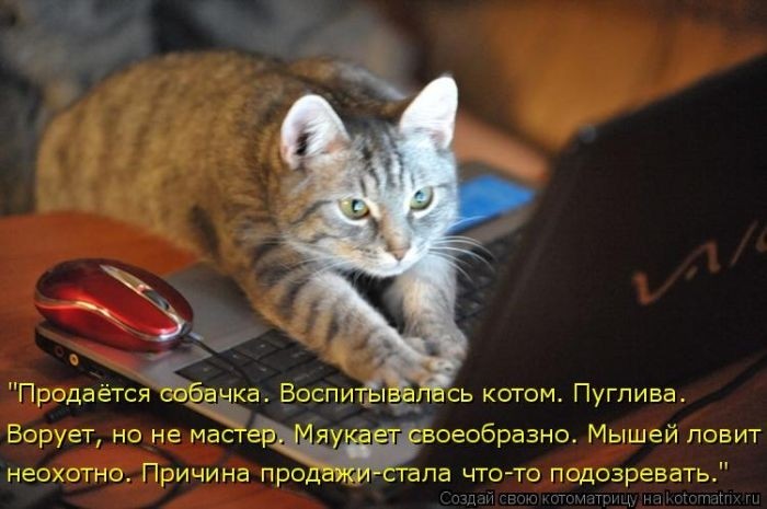 Забавные котоматрицы