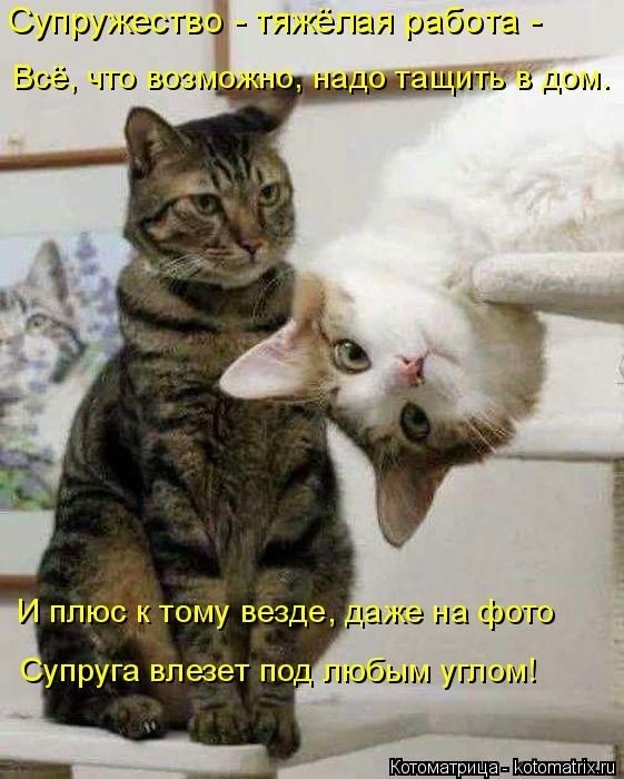 Забавные котоматрицы