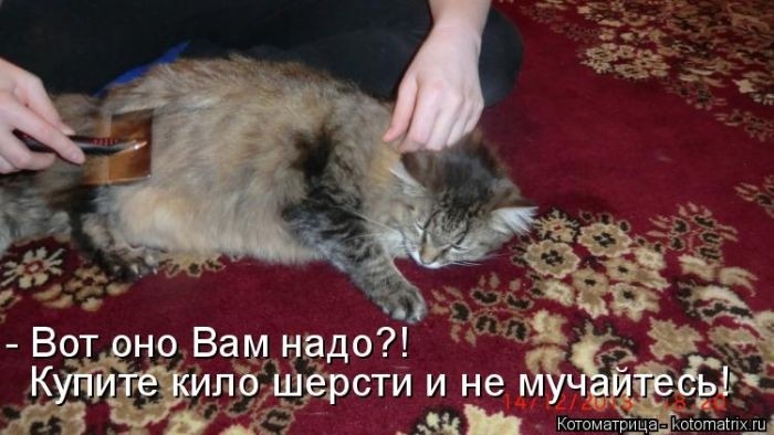 Забавные котоматрицы