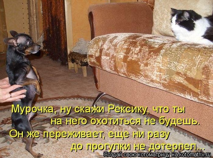 Забавные котоматрицы