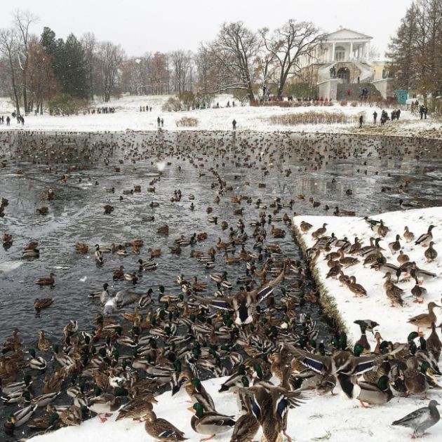 Нашествие уток в Пушкино