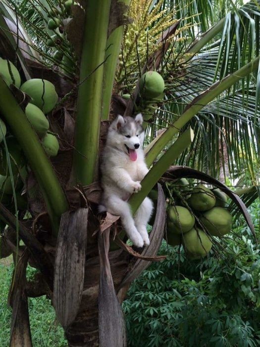Собака на пальме стала героиней фотожаб