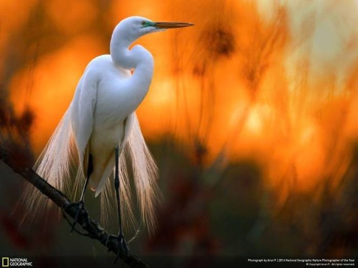 Лучшие работы фотоконкурса National Geographic Nature Photographer 2016