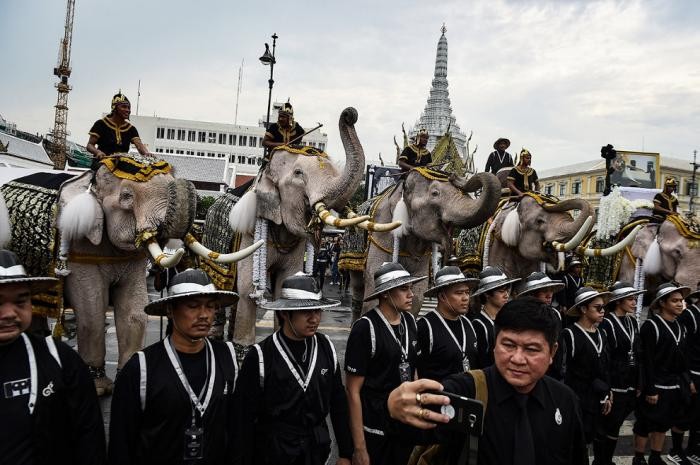 Слоны почтили память короля (11 фото)