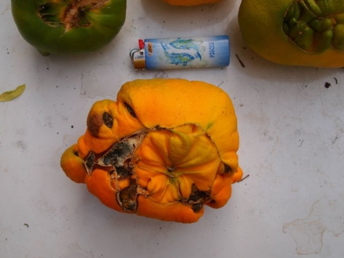 Начинающий садовод вырастил у себя дома апельсины-мутанты