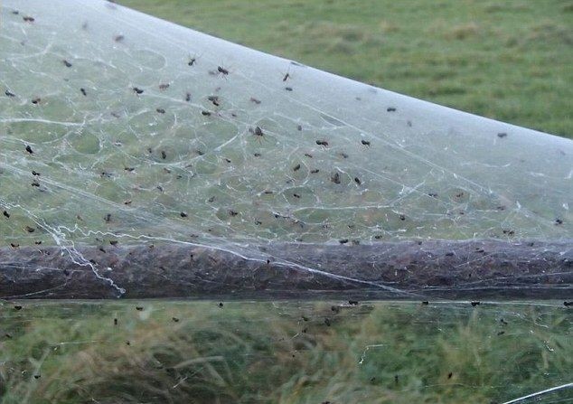 Тысячи пауков оплели паутиной британскую ферму
