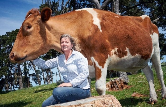 Самая большая корова в высоту почти достигает двух метров