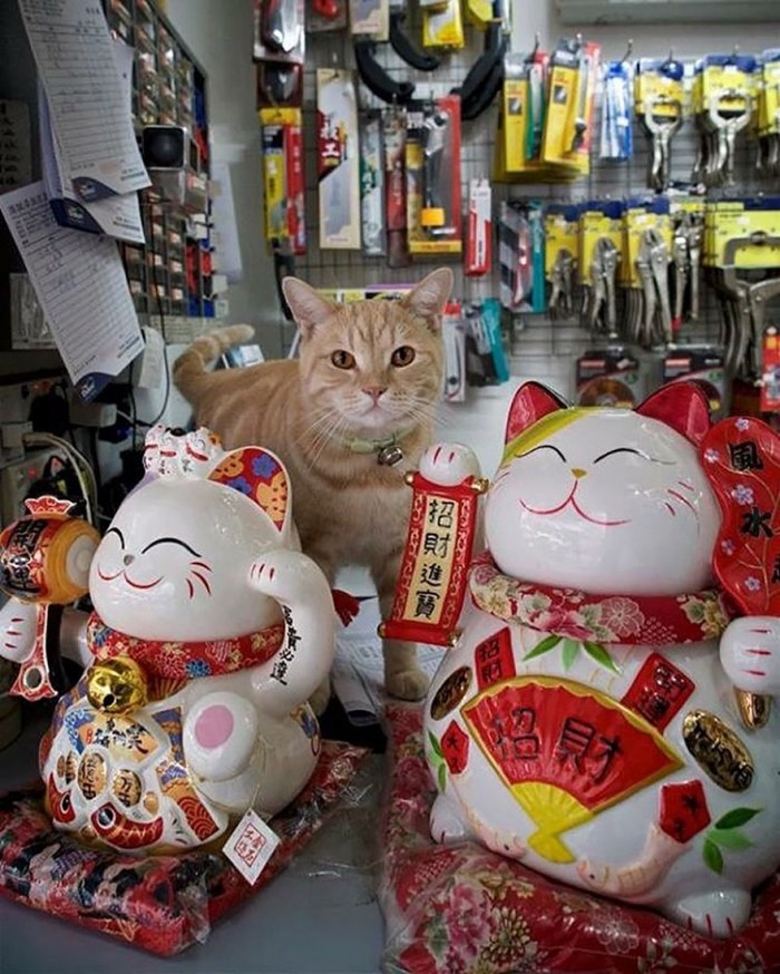 Коты в гонконгских магазинах